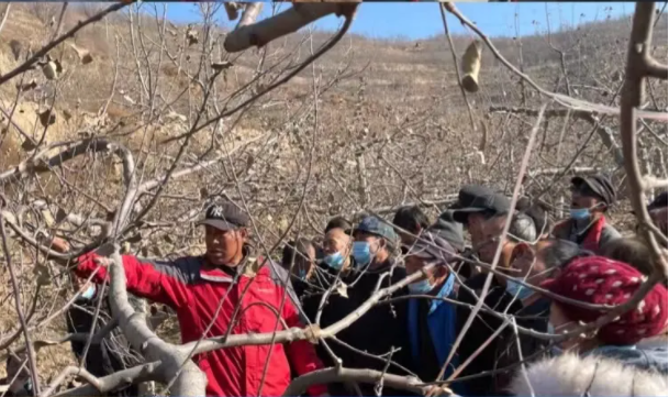 乐鱼在线平台-乐鱼在线官网
在静宁帮扶村开展冬季果园管理培训(图5)